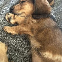 Dachshund Puppies from Steamboat Sausage Squad