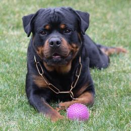Jr CH Get'man Teren - Black and mahogany male Rottweiler puppy in Catawissa, Pennsylvania from Sharp Ridge Rottweilers
