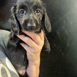 Saray girl 3 - Black female Dachshund puppy in Bigfork, Minnesota from Dachshunds Up North