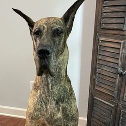 Chinese Cresteds and Great Danes from Selah Great Danes & Chinese Cresteds