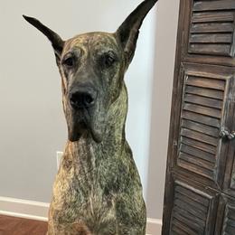 Chinese Cresteds and Great Danes from Selah Great Danes & Chinese Cresteds
