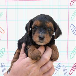 Friday - Black and tan female Yorkipoo puppy in Coshocton, Ohio from Forever Family Puppies