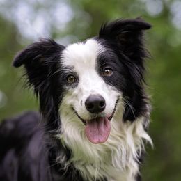 Border Collies from Dual Traxx Border Collies