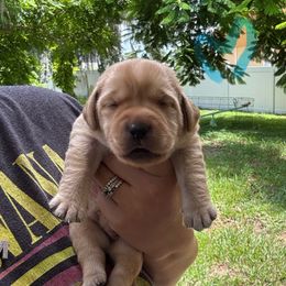 Teal Collar Female - Yellow female Labrador Retriever puppy in Kissimmee, Florida from SunState Labs
