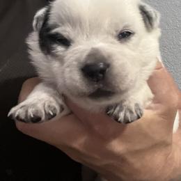 -Girl 1 - Blue female Australian Cattle Dog puppy in Kaufman, Texas from Emberwick Ranch