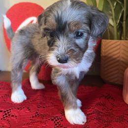Boy 6 - Merle male Bernedoodle puppy in Perryville, Maryland from Heavenly Heritage Dachshunds and Doods