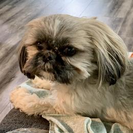 Star - Shih Tzu