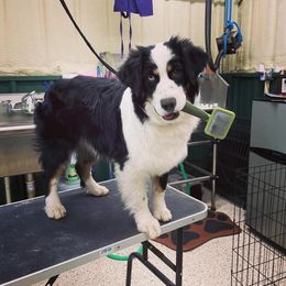 Lexi - Miniature Australian Shepherd