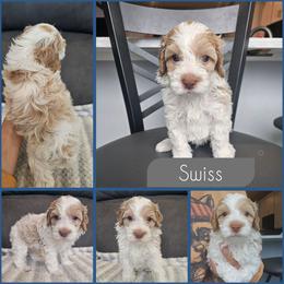 Swiss - Buff and white male Cockapoo puppy in Zanesville, Ohio from Southtown Doodles LLC