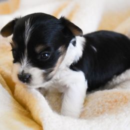 Hope - Black tan and white female Biewer Terrier puppy in California from Skyridge Puppies