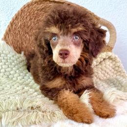 Sparks - Brown male Poodle puppy in Concord, California from Golden State Good Dogs