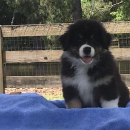 Australian Shepherd Puppies from Jewel Aussies