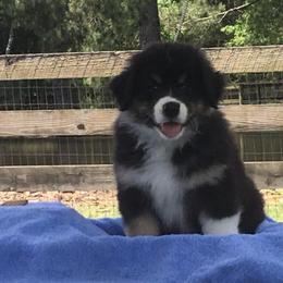 Australian Shepherd Puppies from Jewel Aussies
