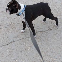 Boston Terrier Puppies from Big Sky Bostons