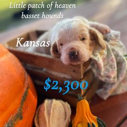 Lulu - Red and white female Basset Hound puppy in Independence, Kansas from Little Patch of Heaven