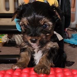 Butter Crunch - Black and tan male Yorkshire Terrier puppy in Ben Wheeler, Texas from Nana's Yorkie Crew