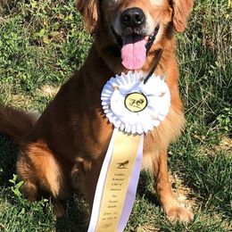 Golden Retrievers from Ghostryder Kennel