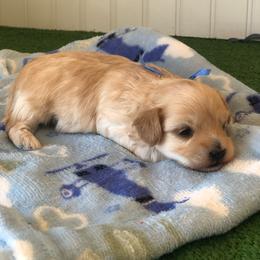 Mr. Dark Blue Collar - Cream male Maltipoo puppy in Springtown, Texas from North Texas Puppies