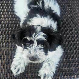 Boy 1 - Black & white male Maltipoo puppy in Nampa, Idaho from Dawn's Maltipoos