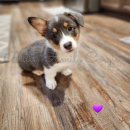 Girl #6 - American Corgi puppy in Cameron, North Carolina from Butts Family Corgis