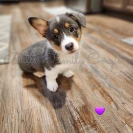 Girl #6 - American Corgi puppy in Cameron, North Carolina from Butts Family Corgis
