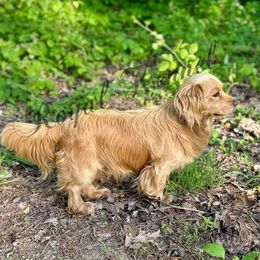 Bexter - Cockapoo