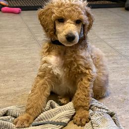 McGraw - Cream male Poodle puppy in Dayton, Washington from Country Sundance Poodles