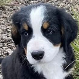 Bernese Mountain Dogs from NW Bernese