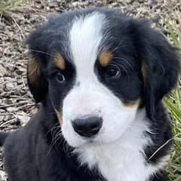 Bernese Mountain Dogs from NW Bernese