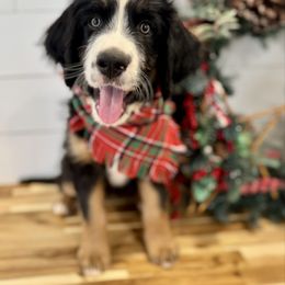 HARVEY harvest - male Australian Mountain Doodle puppy in Taylors, South Carolina from Aspen Mountain Doodles LLC
