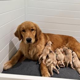 Golden Retriever Puppies from Sound Golden Retrievers