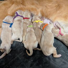 Puppy pick spot 3 - male - Golden male Golden Retriever puppy in Blue Ridge, Virginia from Goldens of Heritage Oaks