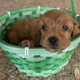 Boy 4 - male Cavapoo puppy in Gatesville, Texas from Country Club Cavapoos
