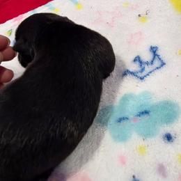 Edward  Black-Red blinde - Black male Scottish Terrier puppy in Mount Vernon, Washington from Scottish Terrier Sandra T
