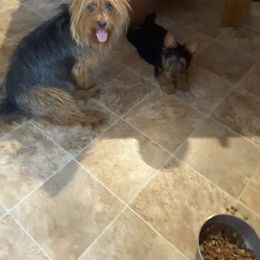 Australian Terrier Puppies from Heit Farm