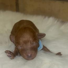 Poodle Puppies from Red Okie Maltipoos
