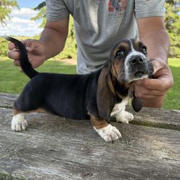Tri male3 - Black tan and white male Basset Hound puppy in Hudson, Michigan from Bachman’s Kennel