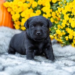 Girl 1 - Labrador Retriever puppy from Raley Retrievers