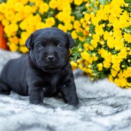 Girl 1 - Labrador Retriever puppy from Raley Retrievers
