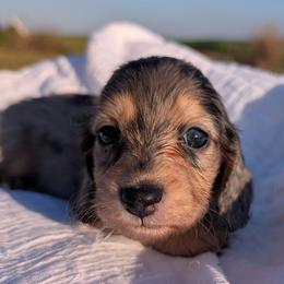 Mickey - Dapple male Dachshund puppy in Unadilla, Georgia from Hamsley's Puppy Palace