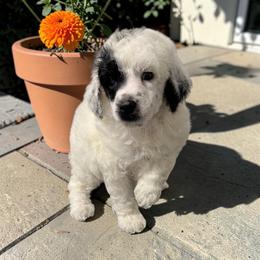 Mr. Thor - Parti male Poodle puppy in Gainesville, Florida from Pet Inn Xxweetdoodles