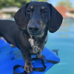 Roxi - Dachshund