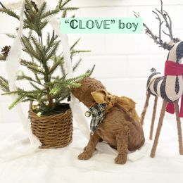 Goldendoodle Puppies from Proctor’s Petite Goldendoodles