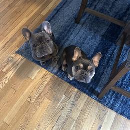 French Bulldog All Grown Up from Cassandra Hayes