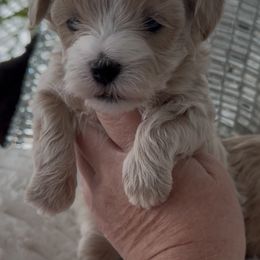 Green collar reserved for grace - Apricot male Maltipoo puppy in Fredericktown, Missouri from Doodle Pups Fur-Ever