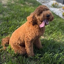 Cleveland - Bernedoodle