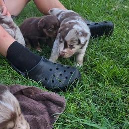 Emmett - Red merle male Australian Shepherd puppy in Marengo, Indiana from J&J Kennel