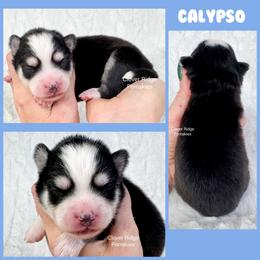 Calypso - Black and white male Pomsky puppy in Sheffield, Iowa from Clover Ridge Pomskies