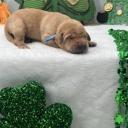 Light Blue - Yellow male Labrador Retriever puppy in Heath Springs, South Carolina from Rich Hill Retrievers