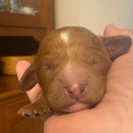 Rudy - Red male Cavapoo puppy in Sacramento, California from Pawsh Puppies